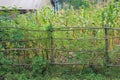 Subsistence farm plot barracaded by wattled sticks