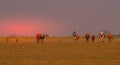 Subsistence farmer in Africa with his dogs and cattle Royalty Free Stock Photo