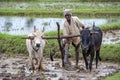 Subsistence farmer ploughing a paddy field - India