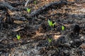 subsistence farmers burn small plots of forest.