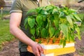 Subsistence farming concept, farmer carries a box with pepper seedlings for planting in the ground, close-up on a sunny day Royalty Free Stock Photo