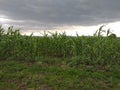 Subsistence farming - Corn field in Hararghe Ethiopia