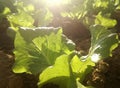 Subsistence farming. Young watering lettuce in vegetable garden.