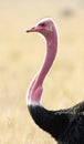 A subspecies of ostrich.