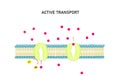 Active transport across the cell membrane.