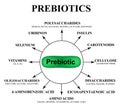 Substances prebiotics. Food for lactobacilli and bifidobacteria. Infographics. Vector illustration on isolated background Royalty Free Stock Photo