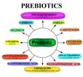 Substances prebiotics. Food for lactobacilli and bifidobacteria. Infographics. Vector illustration on isolated background Royalty Free Stock Photo