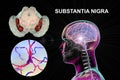 Substantia nigra of the midbrain and its dopaminergic neurons, 3D illustration