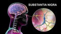 Substantia nigra of the midbrain and its dopaminergic neurons, 3D illustration