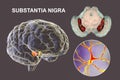 Substantia nigra of the midbrain and its dopaminergic neurons, 3D illustration