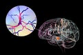 Substantia nigra of the midbrain and its dopaminergic neurons, 3D illustration