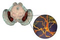 Substantia nigra of the midbrain