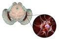 Substantia nigra in Parkinson& x27;s disease