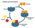 Substrate and Enzyme in Catalytic Cycle Royalty Free Stock Photo