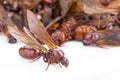 Subterranean ant Scientific Name is `Carebara castanea Smith` Royalty Free Stock Photo