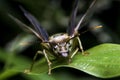 Subterranean ants Flying ants