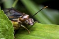 Subterranean ants Flying