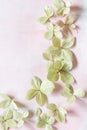 Subtle artistic floral backgrodund with hortensia flowers Royalty Free Stock Photo