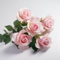 Subtle Color Variations: 5 Pink Roses On White Background