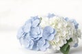 Subtle Floral Charm Hydrangeas in Gentle Blur Delicate Elegance and Impressive Display Generative AI