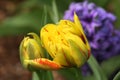 Monsella tulips unfurl as the sun warms the earth in early spring Royalty Free Stock Photo