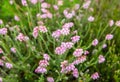 Subtle pale pink blossoming cross-leaved heath from close