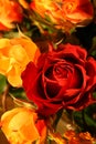 Subtle roses