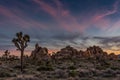 Subtle Sunset Over Joshua Tree and Boulders Royalty Free Stock Photo