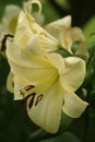 Subtly colored Orienpet lilies reveal intricate details Royalty Free Stock Photo