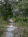 Subtropical Florida Landscape With White Sandy Path Royalty Free Stock Photo