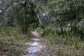 Subtropical Florida Landscape With White Sandy Path Royalty Free Stock Photo