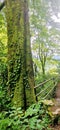 Subtropical forest and bamboo railing Royalty Free Stock Photo