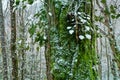 subtropical forest is covered with snow Royalty Free Stock Photo