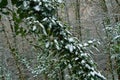 Subtropical forest is covered with snow Royalty Free Stock Photo