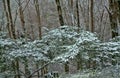 subtropical forest is covered with snow Royalty Free Stock Photo