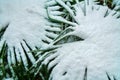 Subtropical forest with fan palm in snow Royalty Free Stock Photo