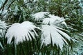 Subtropical forest with fan palm in snow Royalty Free Stock Photo