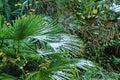 Subtropical forest with fan palm in snow Royalty Free Stock Photo