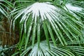 Subtropical forest with fan palm in snow Royalty Free Stock Photo