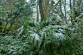 Subtropical forest with fan palm in snow Royalty Free Stock Photo