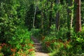 Subtropical forest of Sete cidades in Sao Miguel island Royalty Free Stock Photo