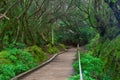 Subtropical forest in Tenerife, Canary Islands, Spain