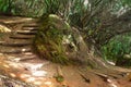 Subtropical forest in Tenerife, Canary Islands, Spain