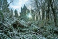 Subtropical forest after unexpected snowfall Royalty Free Stock Photo