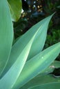 Subtropical garden: agave leaves Royalty Free Stock Photo