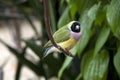 Subtropical garden bird