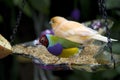 Subtropical garden bird