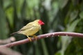 Subtropical garden bird