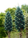 Subtropical garden: blue puya bromeliad flowers