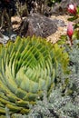 Subtropical garden: spiral aloe with proteas